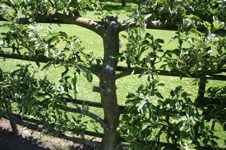 They are tolerant of pruning and can be shaped into a screen or hedge of almost any form. Pin on Yard and Garden