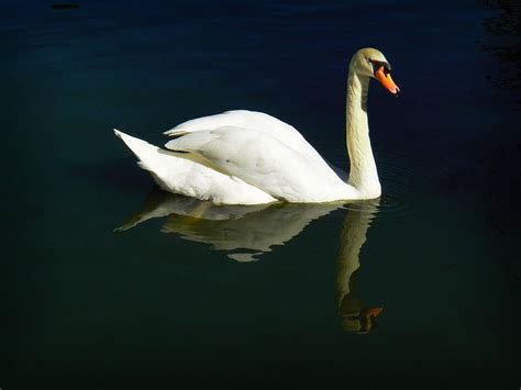 Swan Reflection Photograph By Christy Leigh Pixels