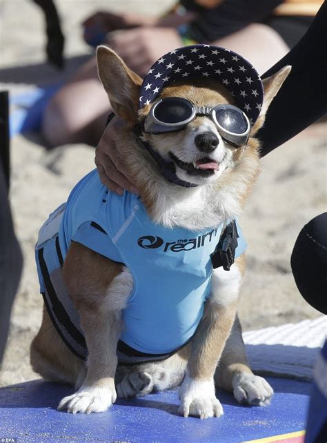 Sur.ly for drupal sur.ly extension for both major drupal version is free of charge. Dogs shred waves at Huntington Beach surfing competition ...