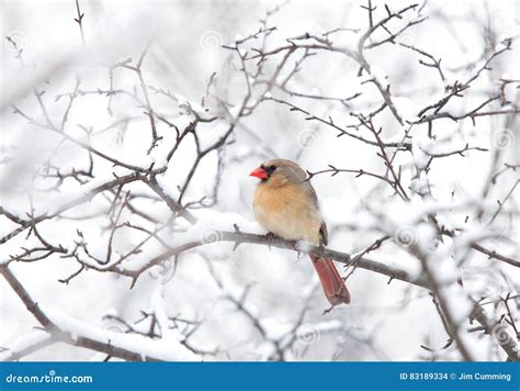 Northern Cardinal Female Perched On A Branch In Winter Snowfall Stock