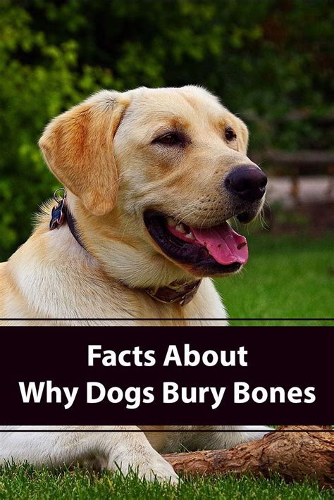 Why Do Dogs Bury Bones Dogs Training Your Dog Dog Facts Interesting