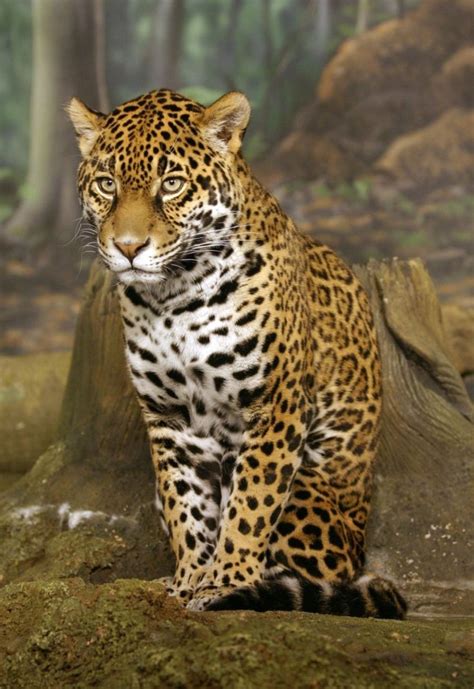 Brazil Plans To Clone Endangered Animals