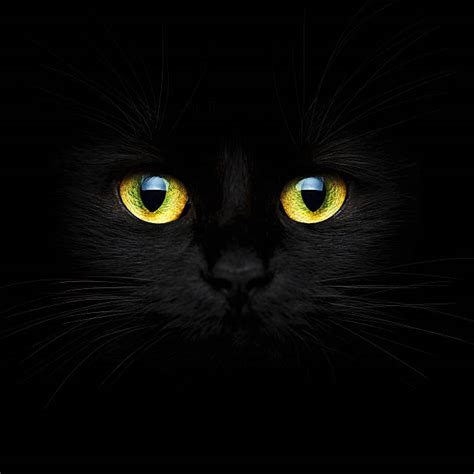 Black Cat Stock Photos Pictures And Royalty Free Images Istock