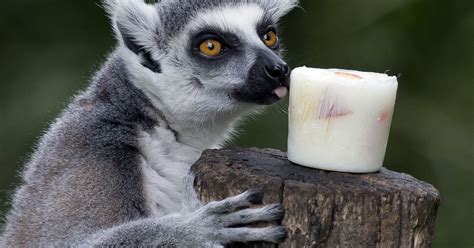 Illegal Pet Lemur Bites Toddler In Downtown Nederland