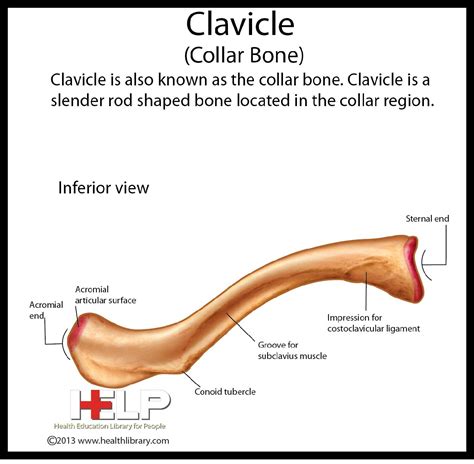 Clavicle Collar Bone Inferior View Upper Limb Anatomy Anatomy