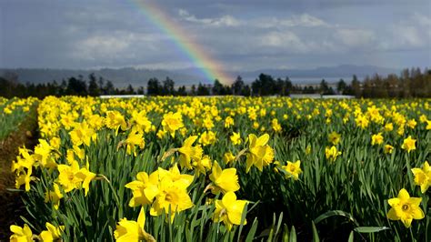 Daffodils Bing Wallpaper Download