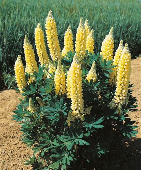 Mr Fothergills Seeds Lupin Gallery Yellow Home Depot Canada