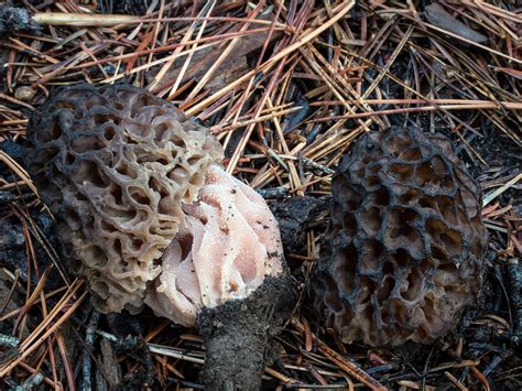 California Fungi: Morchella snyderi