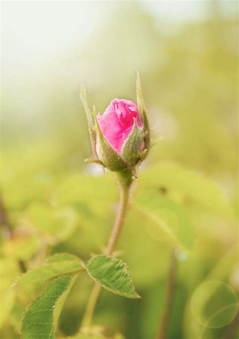 Rosebud On The Branch In The Garden By Nereia Rose Buds Garden S