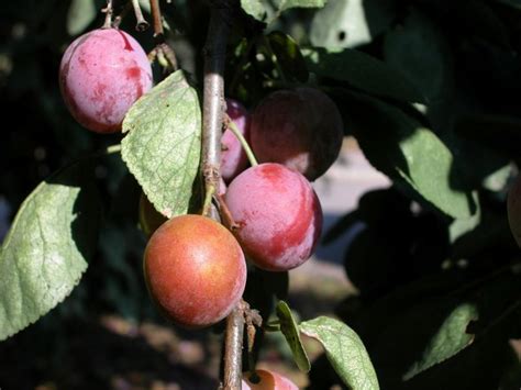 Both common species such as the apple, cherry, apricot can be found here, as well as more unique selections like quince, and medlar. Fruit Trees That Grow Well in Minnesota | Hunker