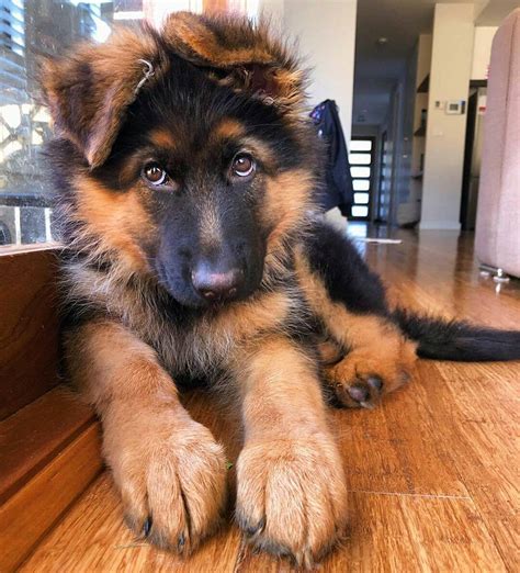22 Pics Of German Shepherd Dogs To Put A Smile On Your Face Dogs Addict