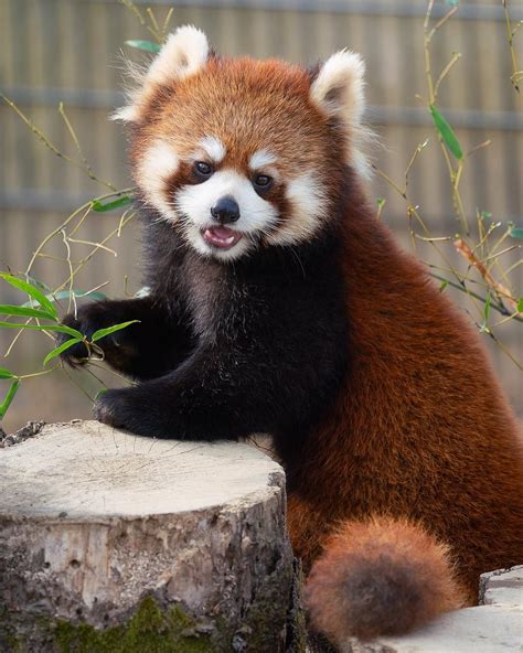 Please Follow Iloveredpandas Another Happy Cutie Redpanda Panda