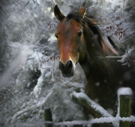 Winter Horses Pictures Wallpaper Wallpapersafari