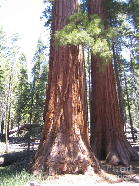 Yosemite National Park Mariposa Grove Twin Giant Ancient Trees