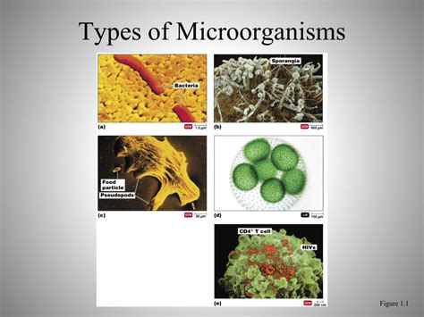 Ppt Types Of Microorganisms Powerpoint Presentation Free Download
