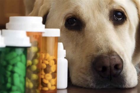 Dog Anxiety Medication Calm Dogs