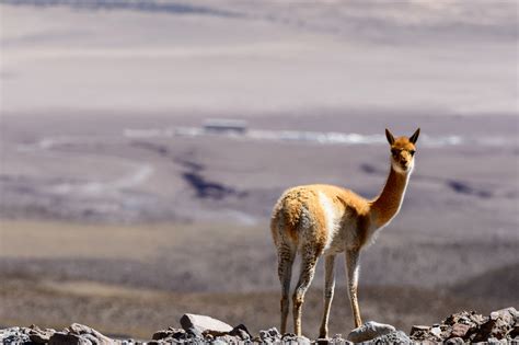 Free Images : nature, wildlife, nikon, fauna, chile, vertebrate