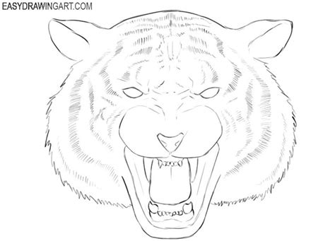 How To Draw A Tiger Head Easy Drawing Art Tiger Drawing Tiger