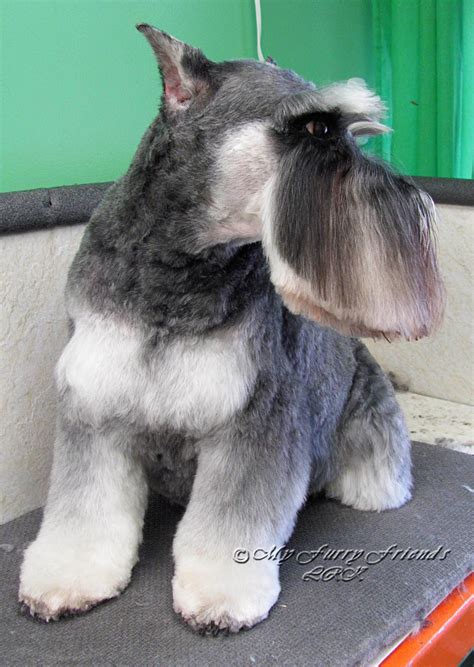 Pet Grooming The Good The Bad The Furry Different Looks Of A Schnauzer