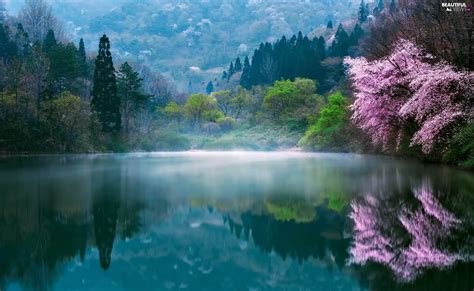 Morning Spring Trees Lake South Korea Fog Viewes Beautiful