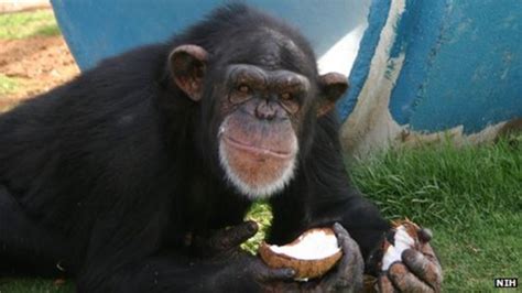 Chimpanzees To Retire From Us Government Research Bbc News