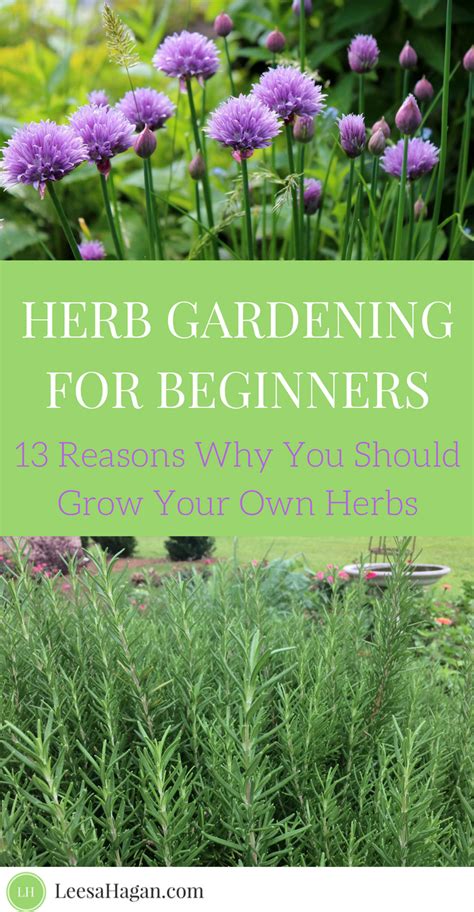 Herb Gardening 101 13 Reasons Why You Should Grow Your Own Herbs