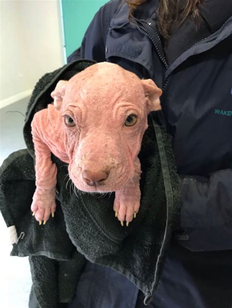 Three Bald Puppies Dumped By Hooded Man In Vet Practice
