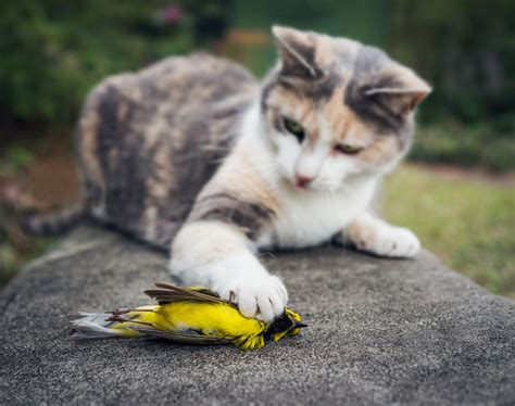 We did not find results for: Cat Bird Murderer « Inhabitat - Green Design, Innovation ...