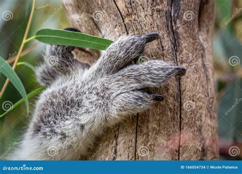 Wild Koala Paw Kennett River Victoria Australia January 2020 Stock