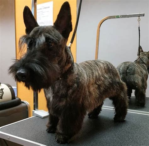 14 Best Scottish Terrier Haircuts For Dog Lovers The Paws