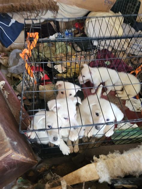 43 dogs rescued, 77-year-old woman arrested in animal cruelty investigation