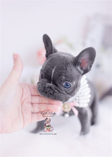 We are located in sunny south florida. Blue Frenchie Puppies Miami, FL | Teacup Puppies & Boutique
