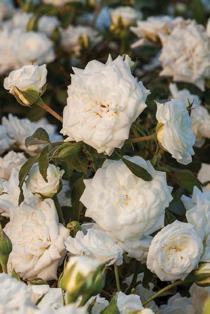 17 Best Images About Drift Groundcover Roses On Pinterest