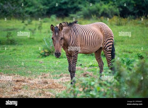 Hybrid Zebra That Is Half Horse And Zebra Bred At The Mount Kenya