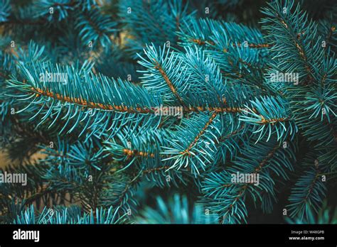 Spruce Branch Close Up Green Branches Of Fur Tree Christmas Fir