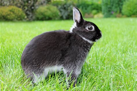 Netherlands Dwarf Rabbits The Facts Home And Roost