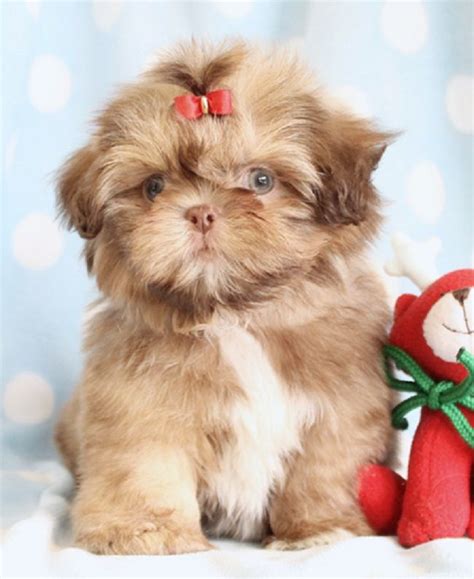 Teacup Shih Tzu Puppies For Sale In Florida Zoe Fans Blog Shih Tzu