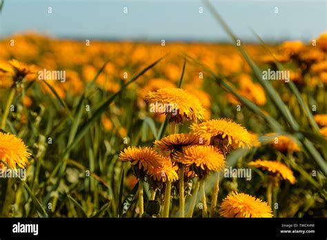 Field Of Blooming Dandelions In The Summer In The Daytime Stock Photo