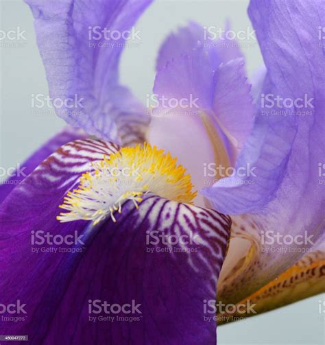 Iris Flower Stock Photo Download Image Now 2015 Asparagales Blue