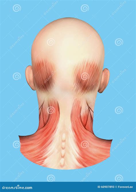 Anatomy Of Muscles On Back Of Head Stock Illustration Illustration Of