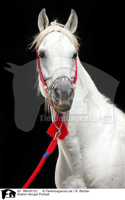 Araber Hengst Portrait Rr 45151 Araber Pferde Tierfotoagentur Bildagentur Mit