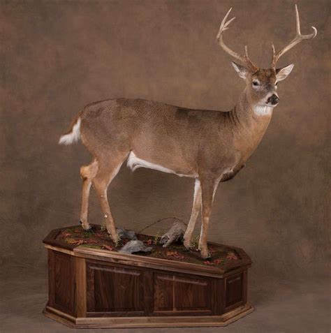 316 Best Images About Whitetail Mounts On Pinterest