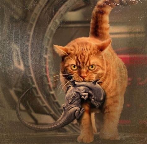 Jonesy In 2020 Evil Cat Cat Memes Cats