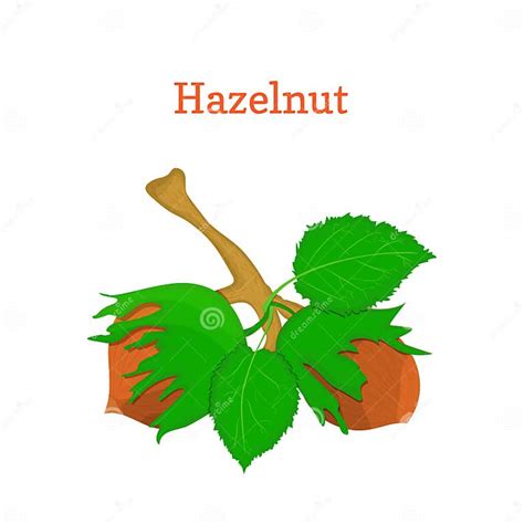Vector Illustration Of Hazelnuts Branch Hazel Nut Tree With Leaves