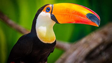 Louisville Zoo Welcomes First Toucan Meet Lucy