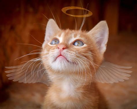 Angel Cat — Shimmer Stitch