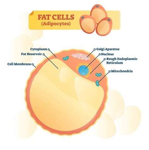 Fat Cells Are Essential To Your Bodys Health Reduce Thighs Body