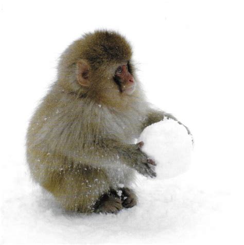 Snow Monkeys Snowball Fight Tumblr Pics