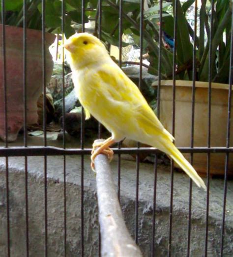 Budidaya Burung Video Burung Kenari Sedang Berkicau Ngerol Agar Gacor