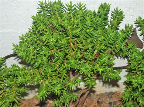 For novice indoor plant enthusiasts, we have a host of easy to care for options like cacti and other succulents. Crassula tetragona - Miniature Pine Tree | World of Succulents